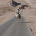 Isa the Goatherd in the Negev Desert